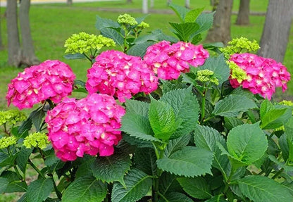 1 live plant Glowing Embers Pink Hydrangea Starter Plant