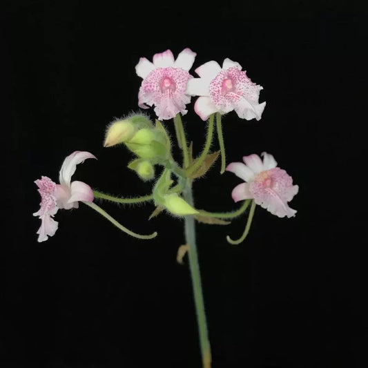 ONE Calanthe labrosa orchid blooming size Terrestrial Fragrant