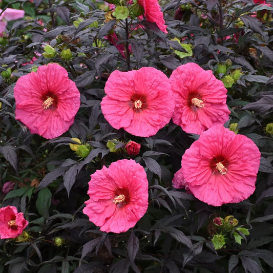 1 Live Plant bush hibiscus EVENING ROSE big pink flower hardy 2.5" pot