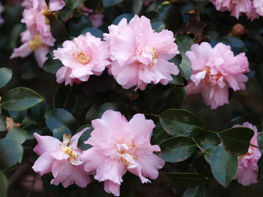 1 Live Plant Pink Snow Camellia Sasanqua Starter Plant