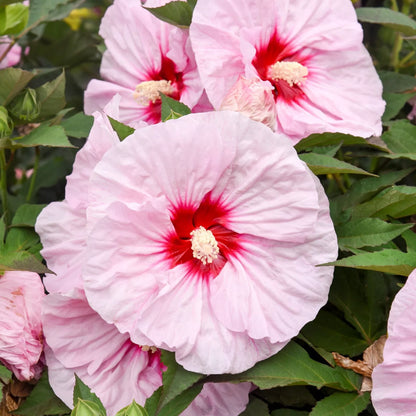 1 Live Plant bush hibiscus ALL EYES ON ME large pink flower 2.5" pot