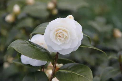 1 Plant White By The Gate Camellia Japonica Starter Plant