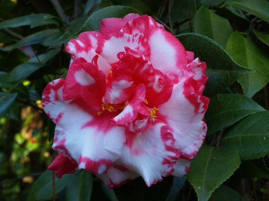 1 Live Plant Daikagura Camellia Japonica Starter Plant