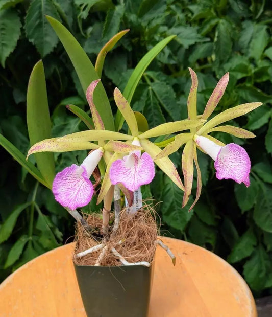 Orchid Hybrid Brassocattleya Valencia Beauty. Blooming Size Plants