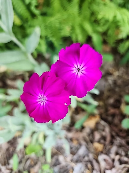 ONE Live Rose Campion BARE ROOT plug plant Perrenial Organic