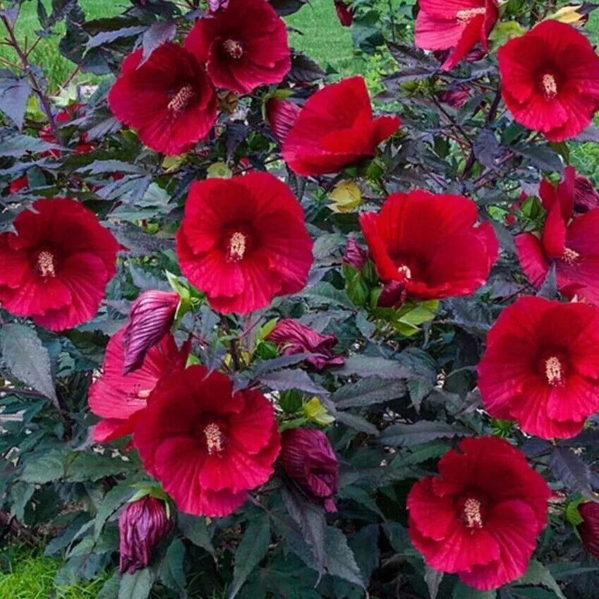 Stunning Hardy Hibiscus HUGE Frisbee size red flowers on plum foliage Live Plant