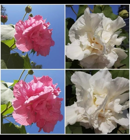 4 Color Changing Flowers Beautiful Cotton Rose Unrooted Cuttings