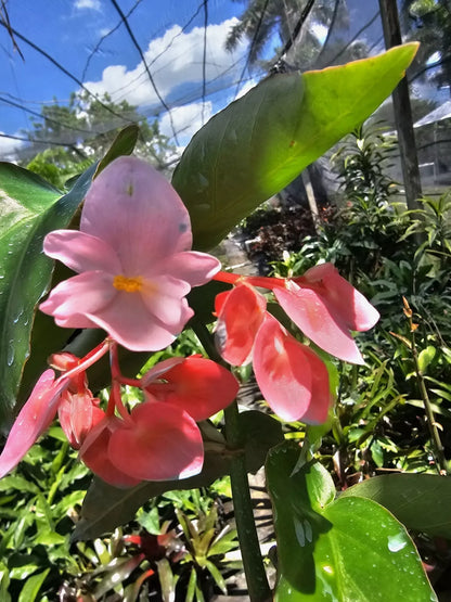 Pink Flowers Angel wing Begonia Live Plant 10 To 15" Tall In 4" Pot