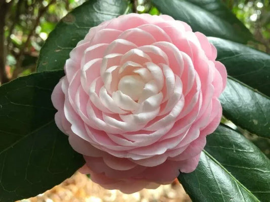 1PC PINK PERFECTION Unique Bloom Camellia Japonica Live Starter Plant