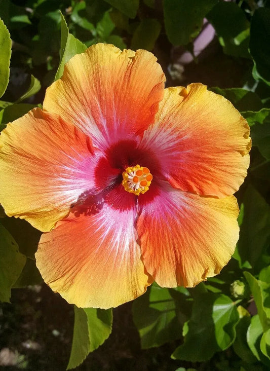 1PC EXOTIC HAWAIIAN SUNSET FIESTA HIBISCUS STARTER LIVE PLANT 3 TO 5 INCHES TALL