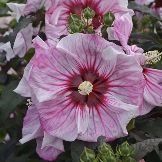 1 Live Plant bush hibiscus CHERRY CHOCO LATTE pink hardy 2.5" pot