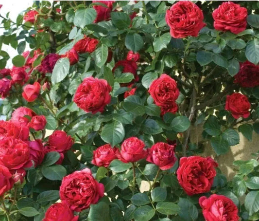 Red Eden Climbing Rose - 5 Fresh Cuttings Dipped In Rooting Mix