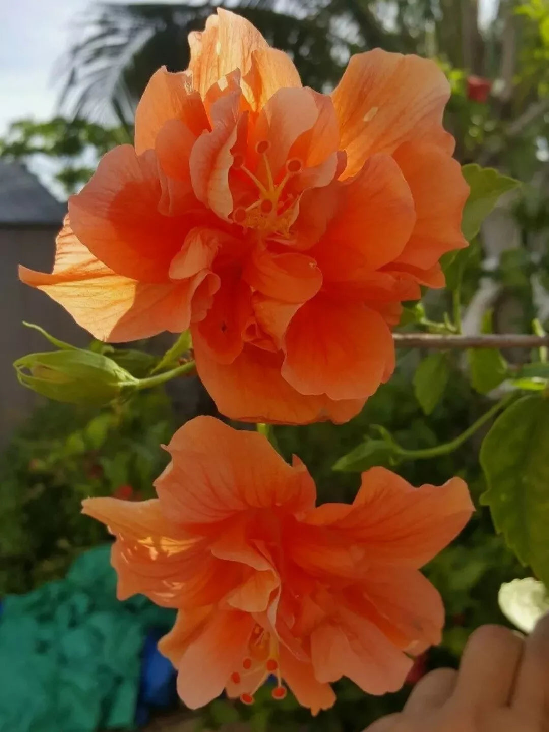 1pc TROPICAL DOUBLE ORANGE HIBISCUS WELL ROOTED 7 TO 12 INCHES LIVE PLANT