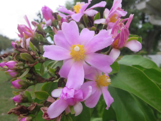 4 Fresh Unrooted Cuttings Rose Cactus Pereskia Grandifolia