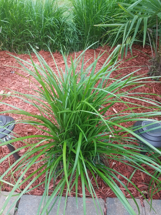 100 Count Bare Root Monkey Grass Bulbs - Liriope muscari - Sun or Shade Garden Ground Cover, Non-Flowering, Fast-Growing
