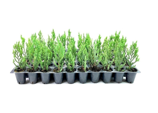 Blue Point Juniper Live Trees 2 Inch Evergreen Juniperus Chinensis Dense Pyramidal Blue-Green Foliage (3 Plants)