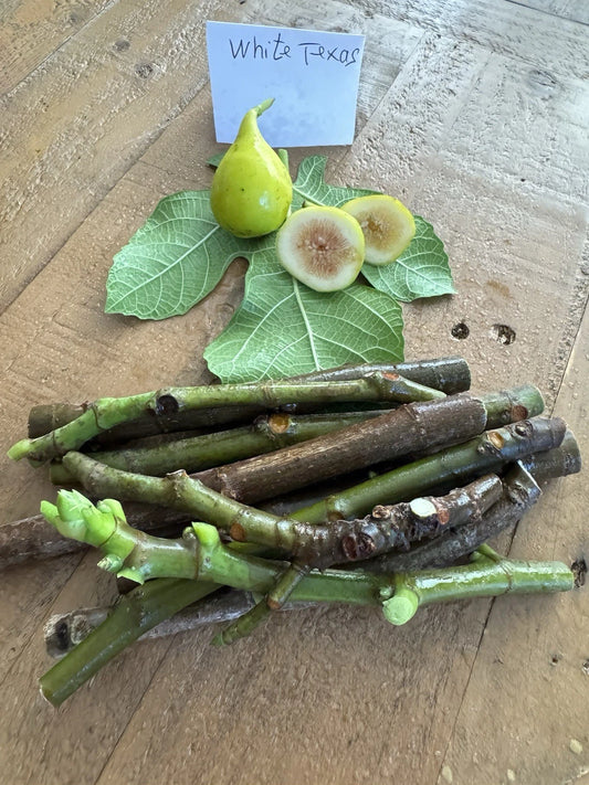 White Texas Fig Cuttings - 3 Healthy Fig Cuttings for Planting - Ficus carica 'Texas White'