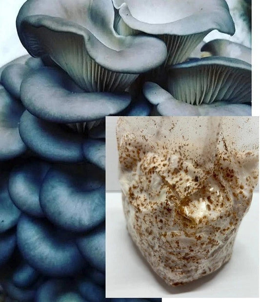 5LB Bay Hydro Blue Oyster Mushroom Mycelium Sawdust Spawn Bag - Pleurotus ostreatus - Ideal for Home Mushroom Cultivation