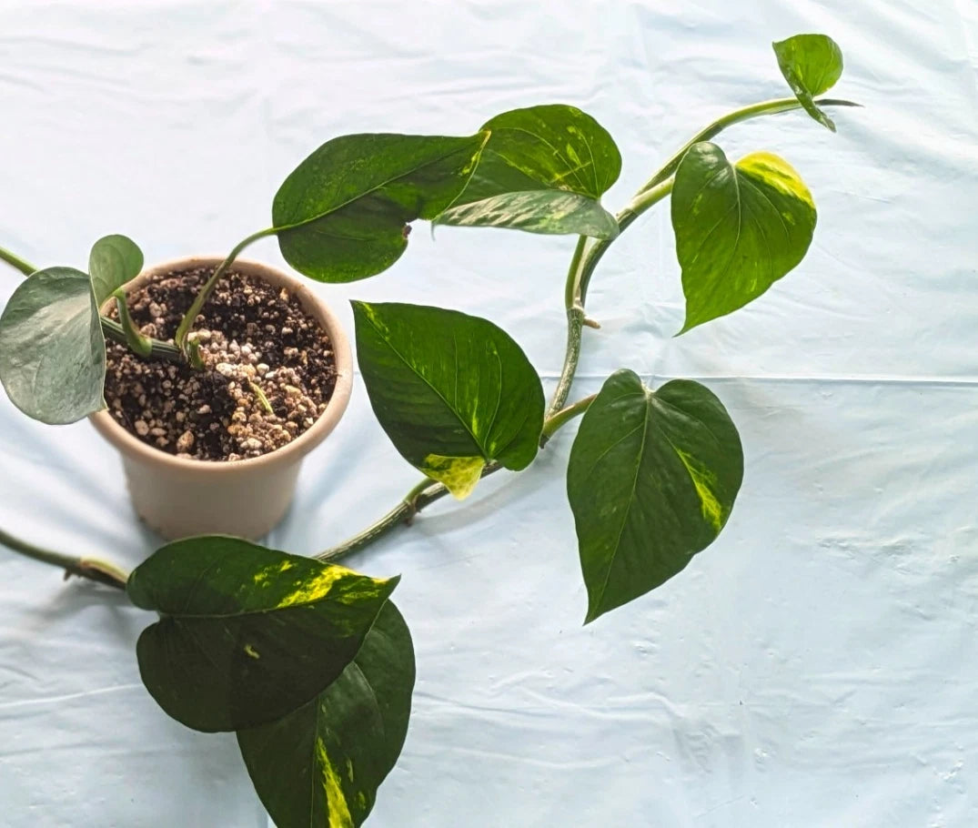 Live Pothos Plant 10" Healthy Shoots in 4" Pot - Epipremnum aureum, Well Rooted Indoor Houseplant