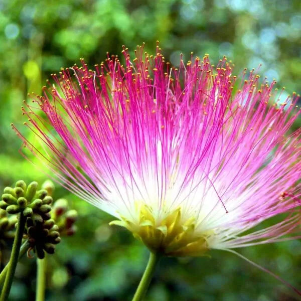 Pink Mimosa Cuttings Lot of 30 Unrooted 7-8" Albizia julibrissin 'Rosea' - Fast Growing, Pollinator Friendly, Drought Tolerant