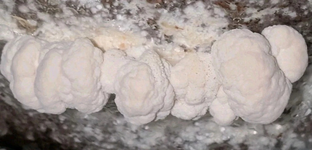 Lion's Mane Mushroom Grow Kit - Multiple Flushes, Organic Cultivation, Hericium erinaceus, Gourmet Cooking