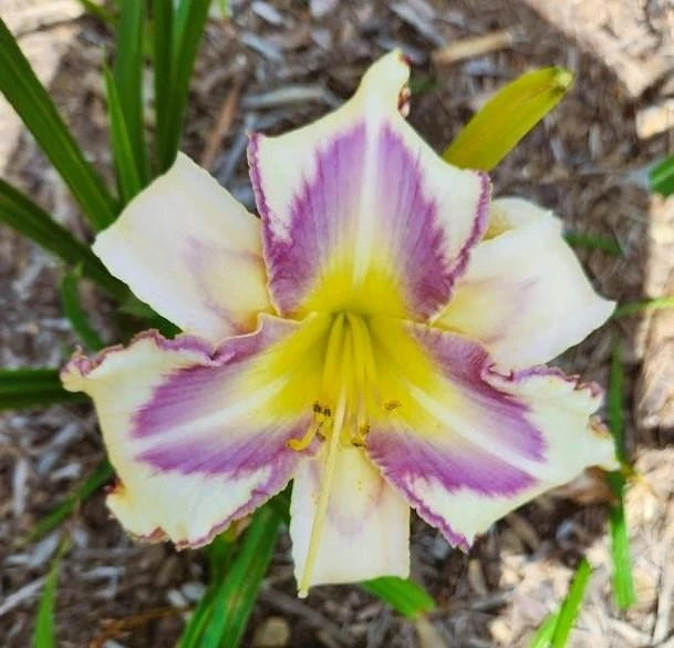 Fragrant Daylily Live Plant - Destined To See - Cream Yellow Lavender Eye - Hemerocallis - Large Blooming Size - Bare Root