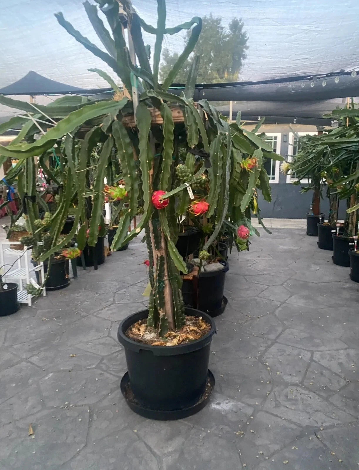 Scorpion Dragon Fruit Cuttings 8-12 Inches - Hylocereus undatus - 2 Healthy Cuttings for Planting and Propagation