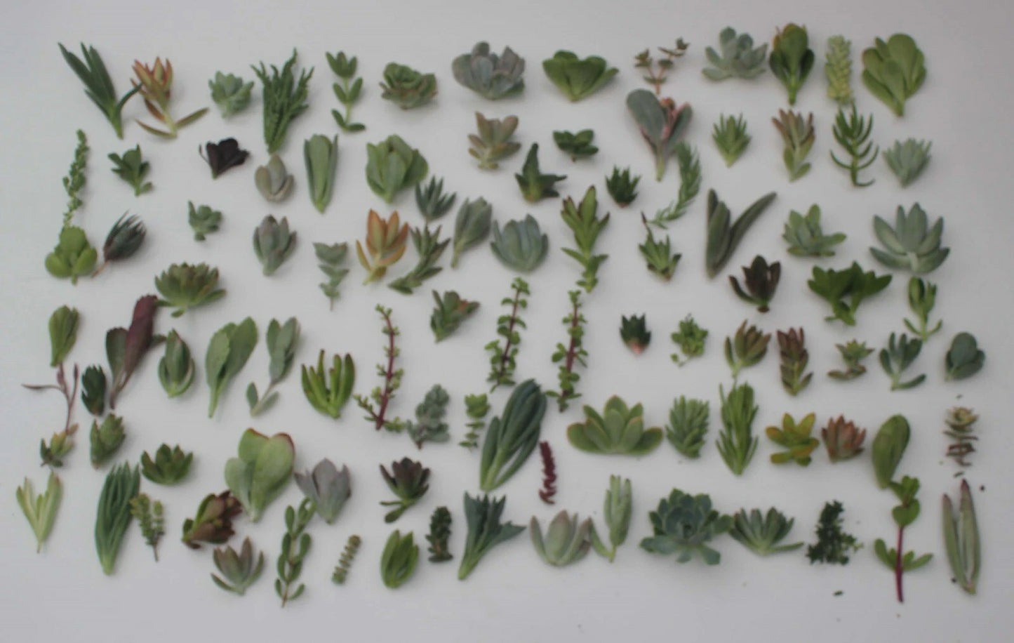 Unique Succulent Cuttings Collection - 30 Varieties for Gardens, Bouquets, & Wreaths - Perfect for Living Walls & Arrangements