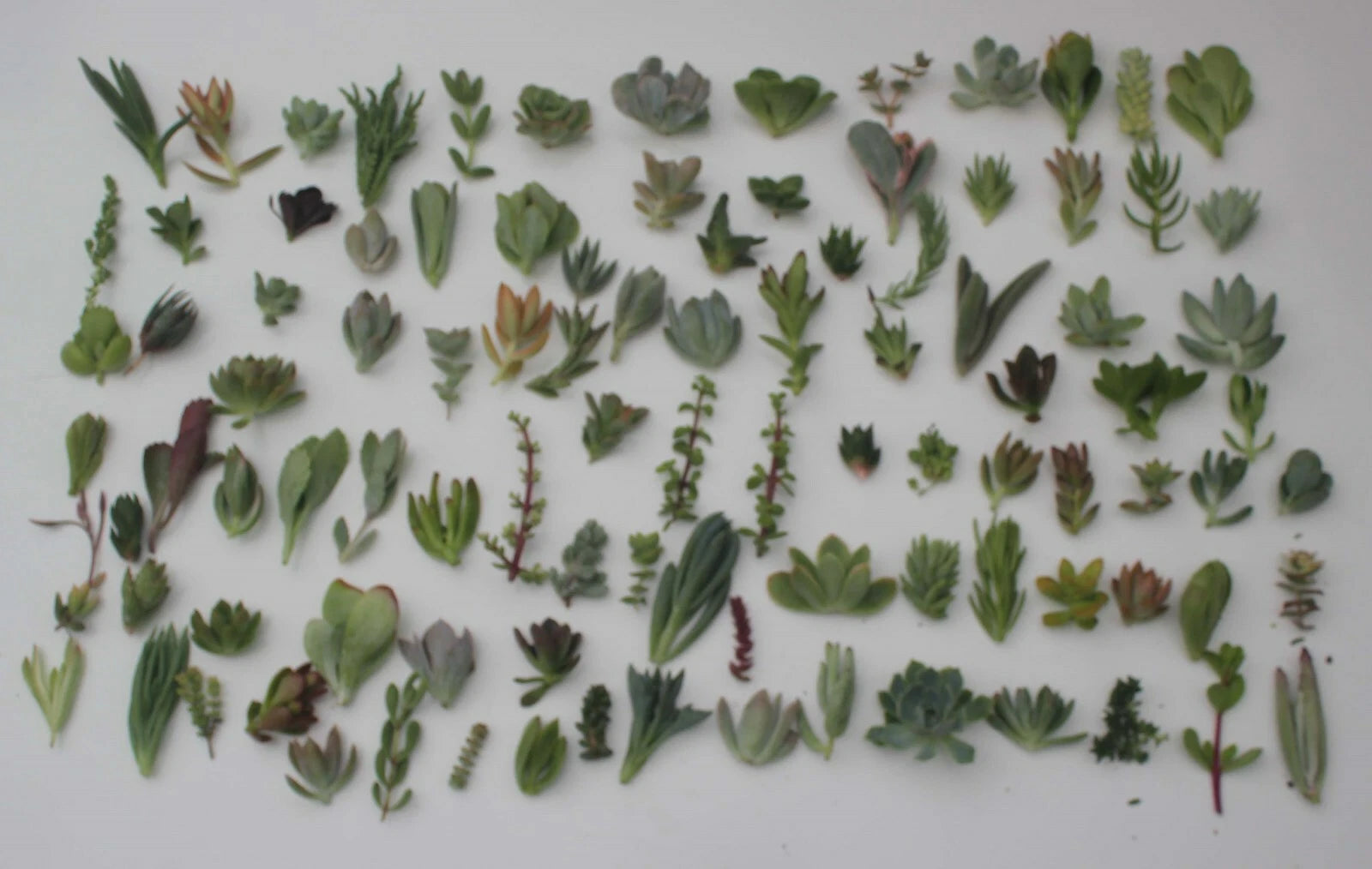 Unique Succulent Cuttings Collection - 30 Varieties for Gardens, Bouquets, & Wreaths - Perfect for Living Walls & Arrangements