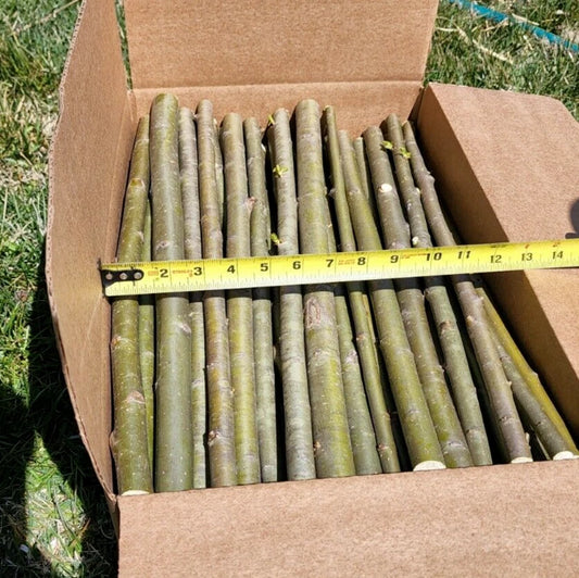 25 Austree Hybrid Willow Cuttings - 18 Inch Fast Growing Privacy Trees (Salix Alba x Salix Matsudana) for Direct Planting