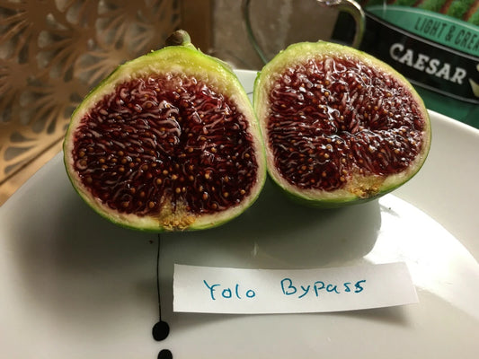 Yolo Bypass Fig Cuttings - Premium Quality Figs - Ficus carica - Two Cuttings for Planting or Grafting