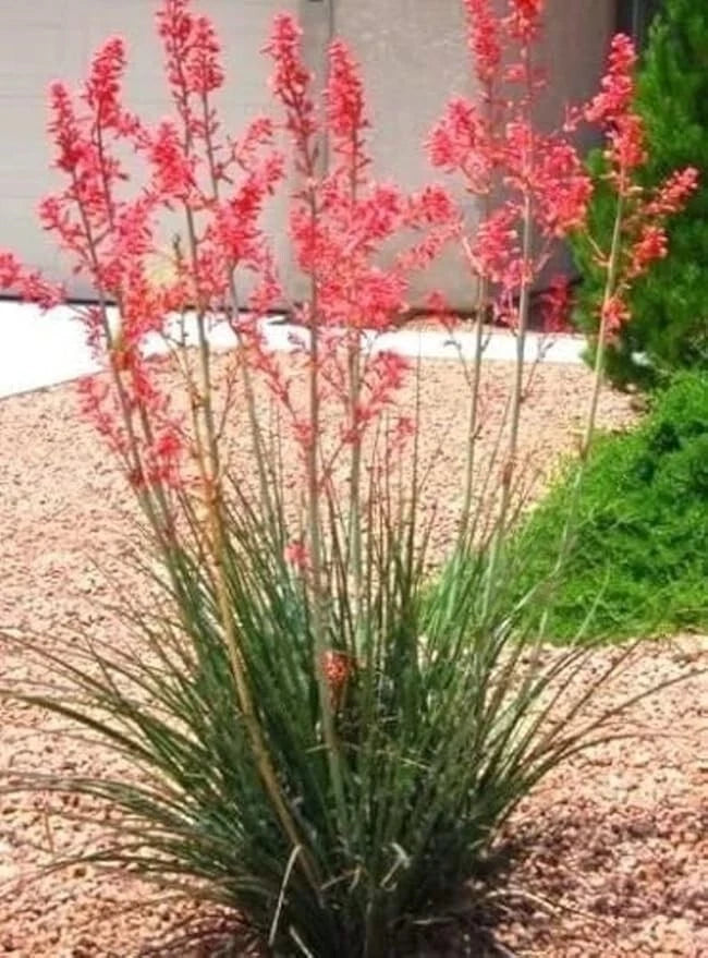 Red Yucca Seedling 5"-8" Bare Root 2 Year Old (Hesperaloe parviflora) for Home & Garden, Desert Plant, Easy Care