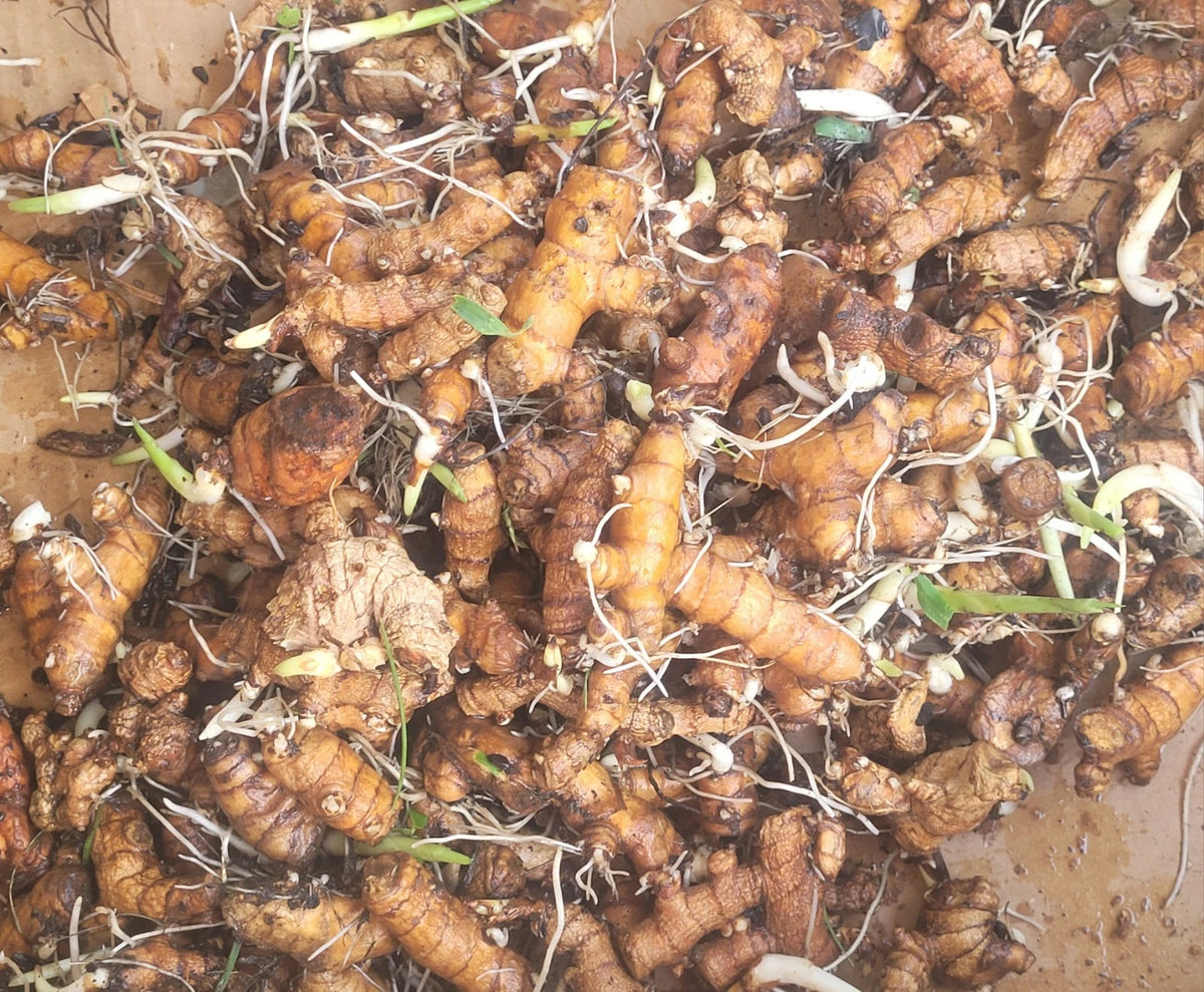 Organic Turmeric Rhizomes 8 Oz Whole Tubers for Planting (Curcuma longa) - Non-GMO, Ready to Grow, East Texas Grown