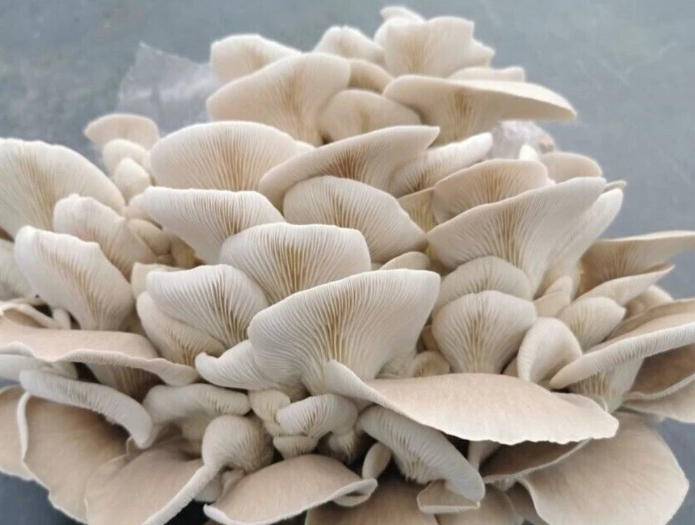 Mediterranean Oyster Mushroom Liquid Culture Syringe 10-12ml (Pleurotus pulmonarius) - Free Live Culture Gift Included