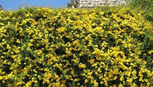 Bignonia Yellow Crossvine Starter Plant - Well Rooted, Attracts Butterflies (Bignonia capreolata) - USA Seller