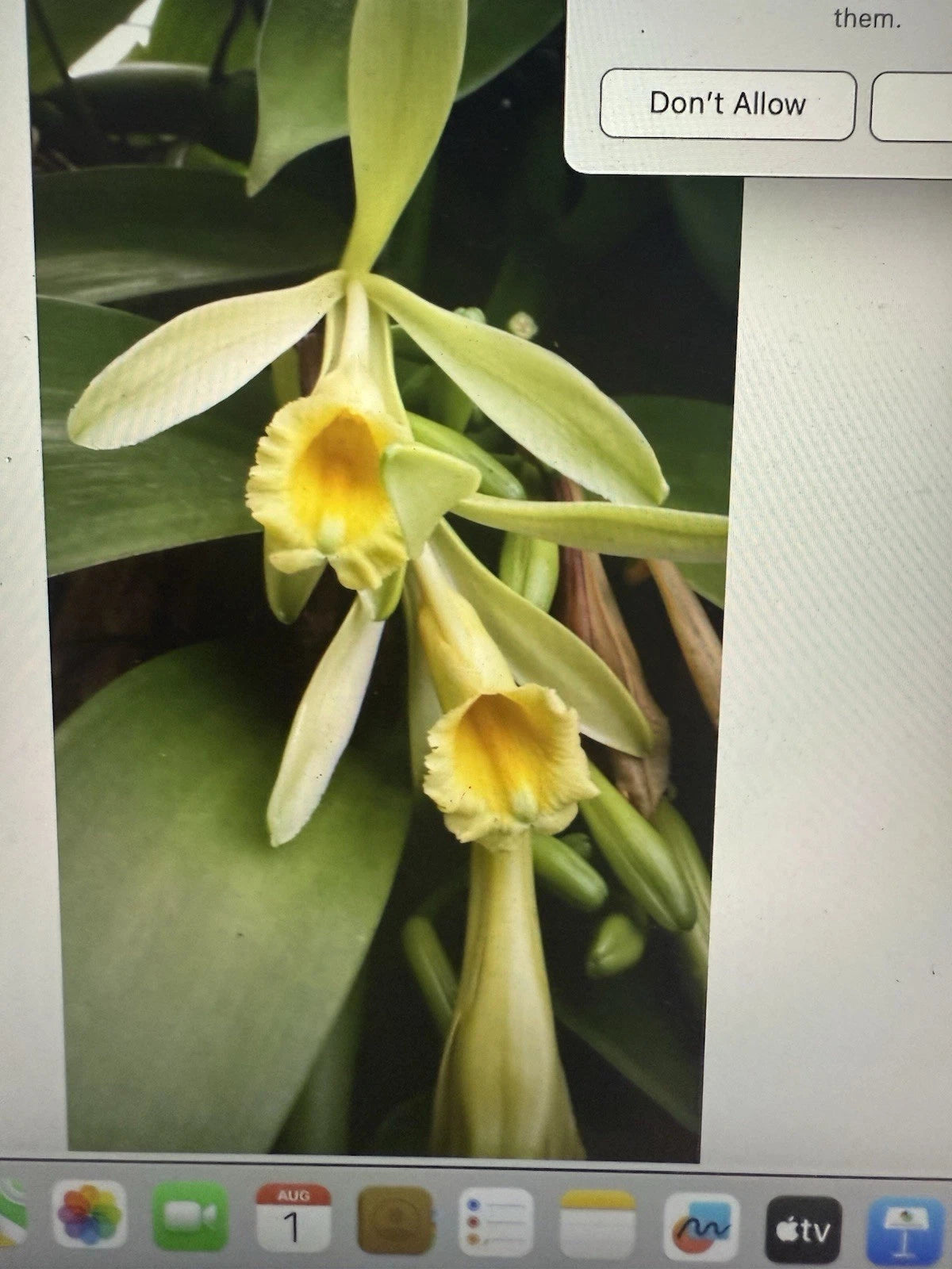 Vanilla Orchid Plant Cutting 6 Inches - Vanilla planifolia - Propagation-Friendly Stem for Home Gardening & Collecting