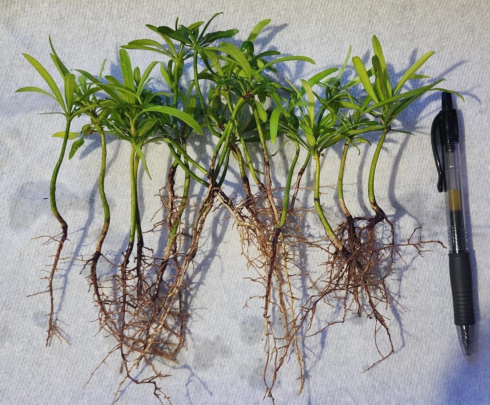 20 Pack Podocarpus Macrophyllus Live Plants - Japanese Yew Evergreen Privacy Hedge Seedlings for Garden Topiary