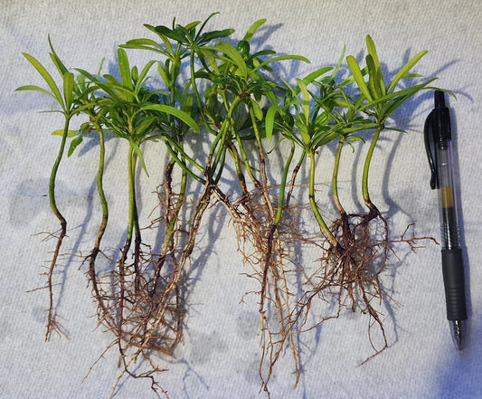 20 Pack Podocarpus Macrophyllus Live Plants - Japanese Yew Evergreen Privacy Hedge Seedlings for Garden Topiary