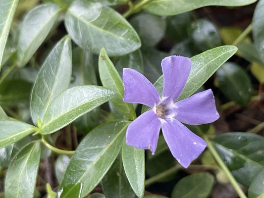100 Bare-Root Vinca Minor Periwinkle Live Plants - Evergreen Creeping Myrtle Ground Cover - Healthy & Ready to Plant