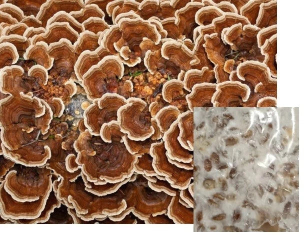 Turkey Tail Mushroom Mycelium Grain Spawn 1LB - Trametes versicolor - Bay Hydro Quality Mushroom Cultivation