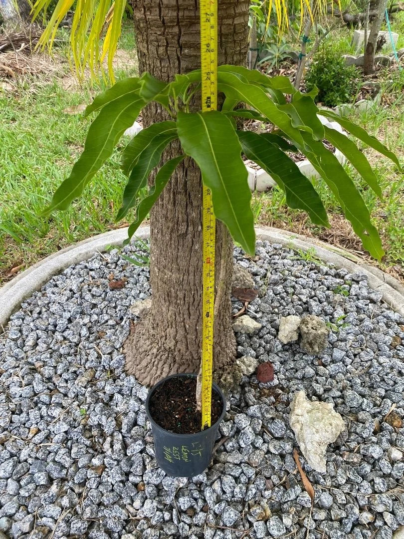 Grafted Mango Tree Seedling - Lemon Zest on Mallika Rootstock (Mangifera indica) - Tropical Fruit Plant for Garden