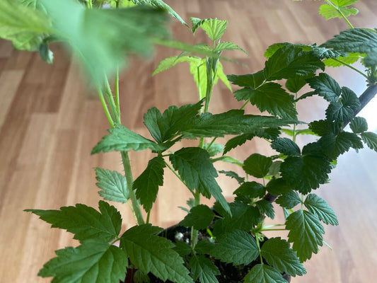 Black Raspberry Plants - Bare Root - 2 Pack - Rubus occidentalis - Organic Black Raspberry Bushes