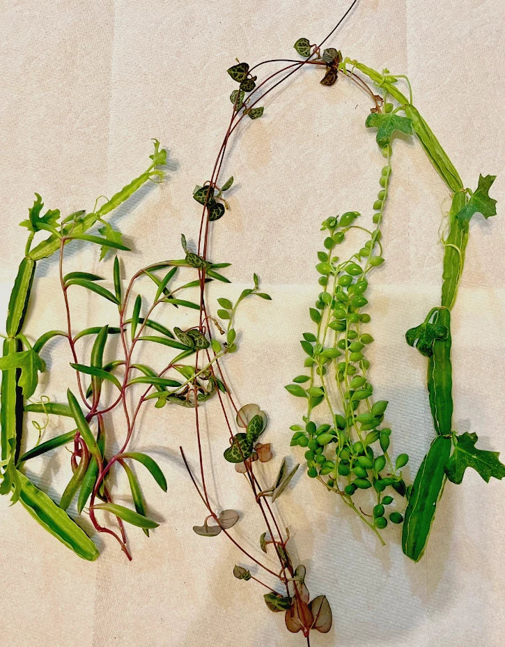 Assorted Cacti & Succulents Cuttings Basket - Cucumber Cactus, String of Pearls, Ruby Necklace, String of Hearts (Air Plant)