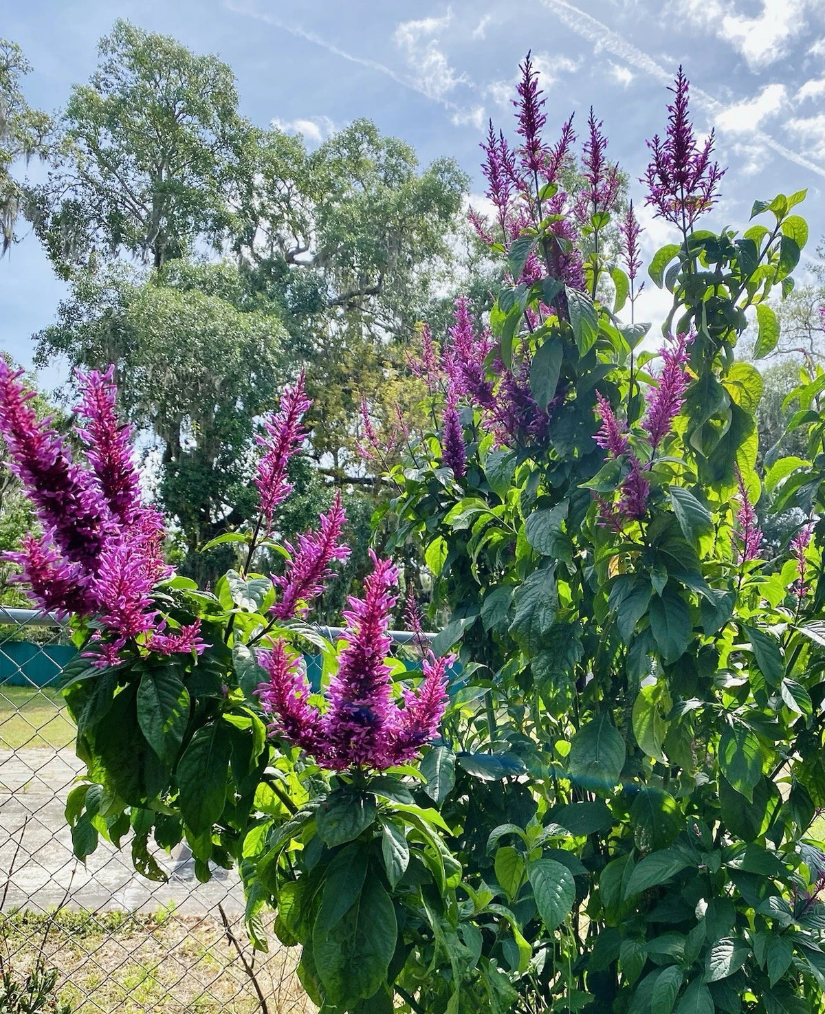 Purple Firespike Cuttings - 5 Organic Odontonema callistachyum - Attracts Hummingbirds & Butterflies - Full Sun Garden Plants