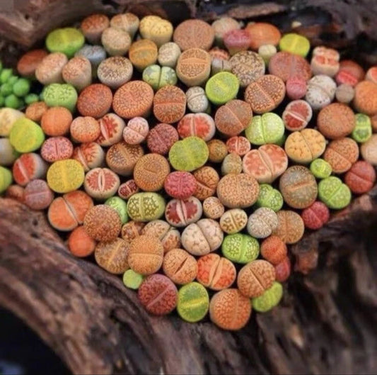 10 Pc Lithops Living Stone Succulent Set - Random Mix, Bare Root Plants (Lithops spp.) 0.6-0.7 Inches for Unique Garden Decor