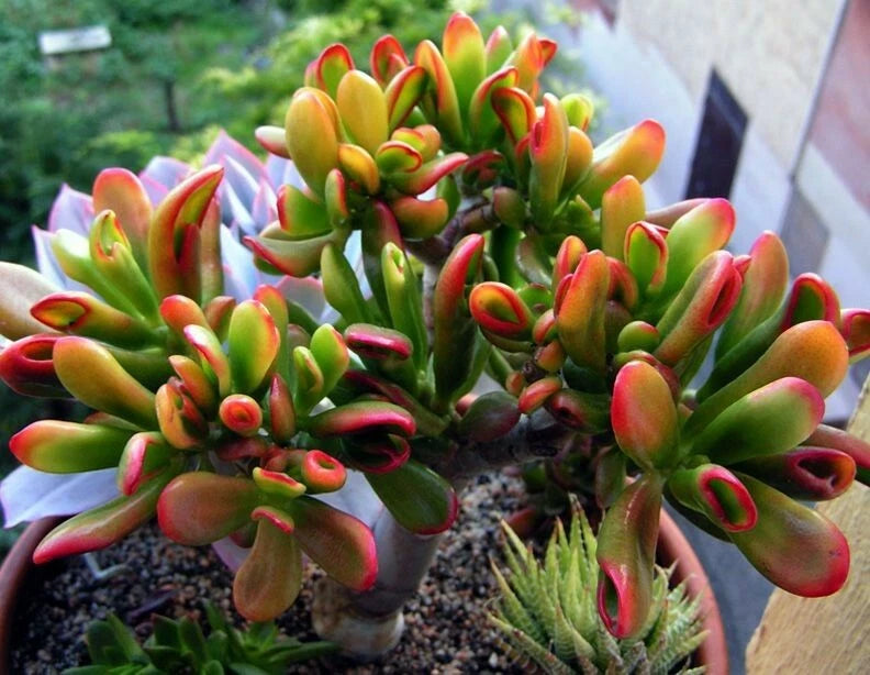 Crassula Argentea Red Horn Tree Jade Plant Cuttings - 4" Reddish Tip Bonsai Succulent - Drought Tolerant Plant