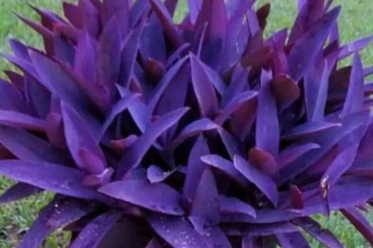 15 Wandering Purple Heart Cuttings - Tradescantia pallida - Perfect for Fairy Gardens, Easy Care Indoor/Outdoor Plant