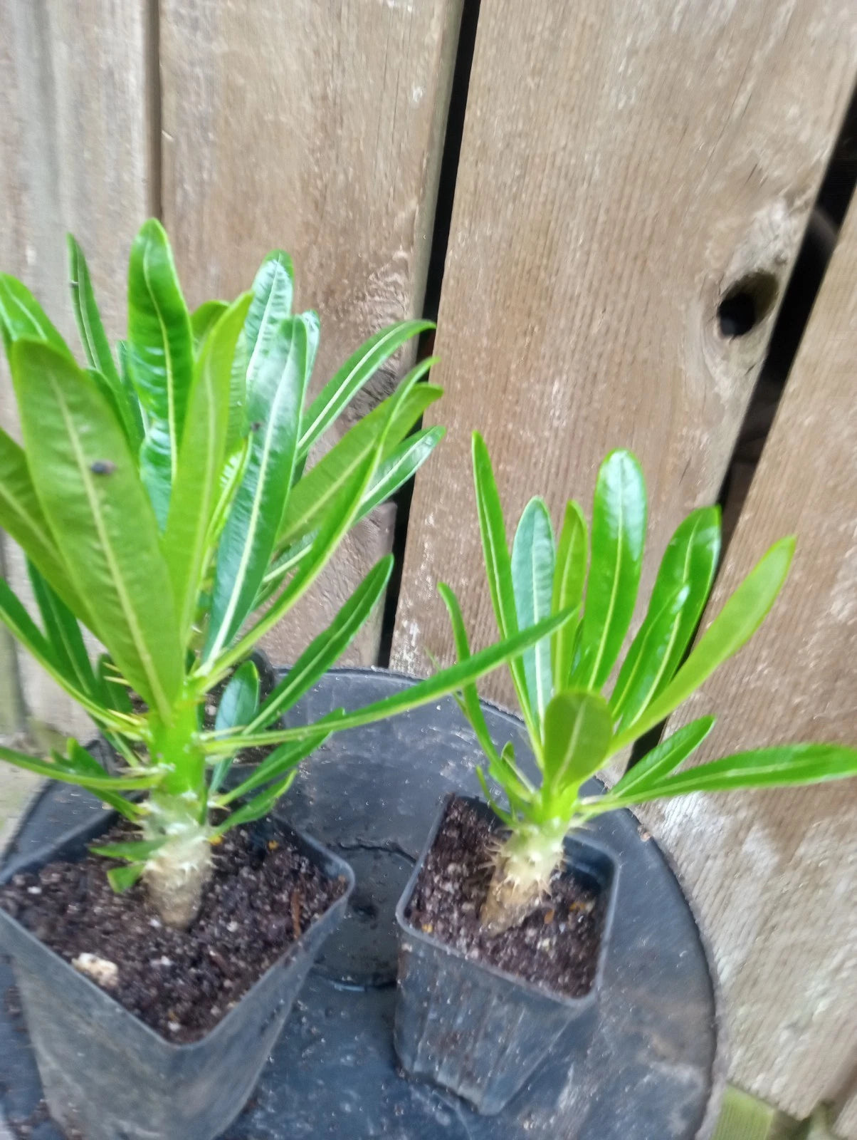 Pachypodium Ambongense Potted Plant - Fully Rooted 2.2-Inch Pot - Bonsai Cacti for Indoor/Outdoor - Easy Care Succulent