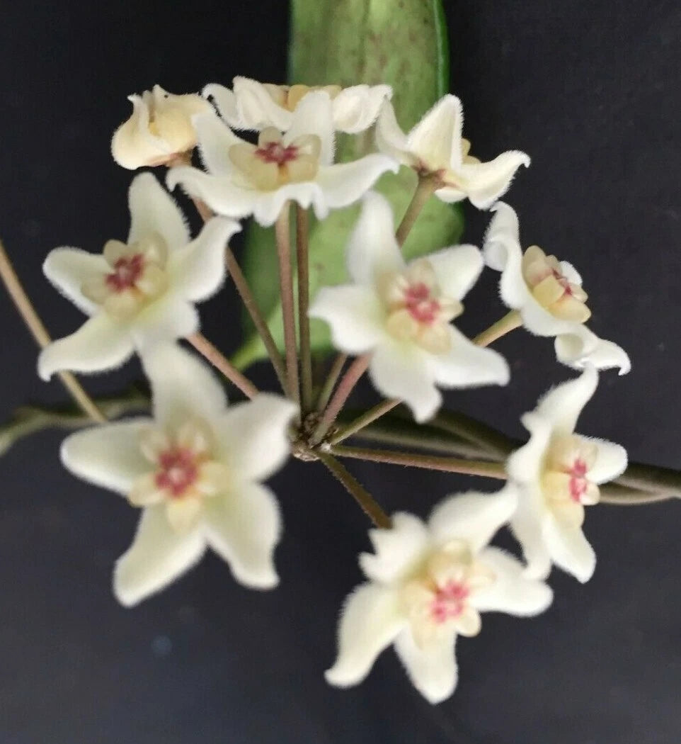 Hoya Plant in 2.5" Pot, Hoya oblongacutifolia, Unique Leaf Shape, White Flowers with Red Centers