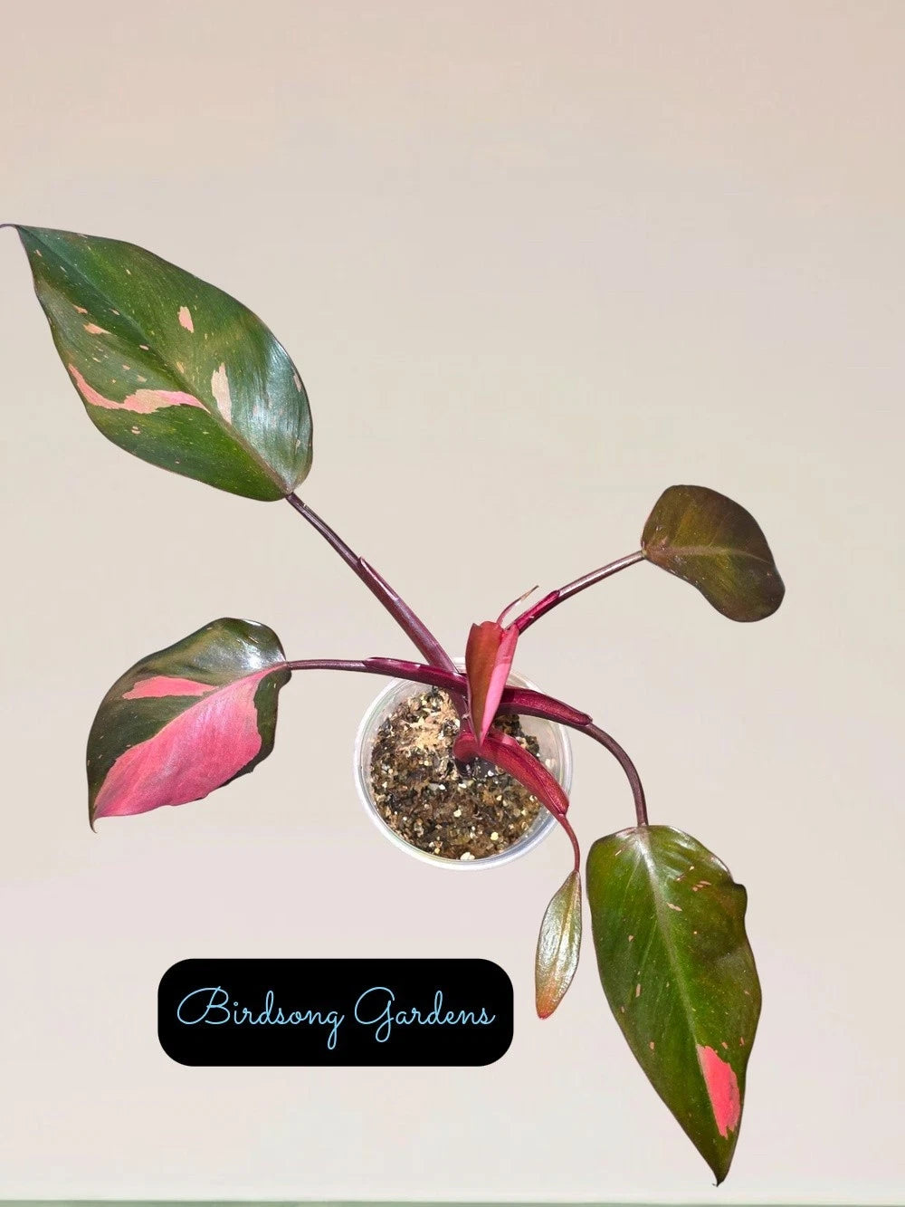 Pink Princess Philodendron Plant in Prop Cup - Rooted with Mauve Pink Variegation - Philodendron erubescens